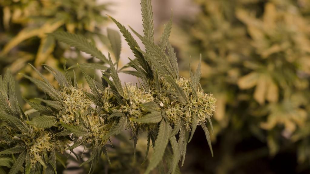 LaDawnLBJJones's tweet image. Marijuana Is Officially a Billion-Dollar Industry in Colorado - @VICE buff.ly/2m2XLj9