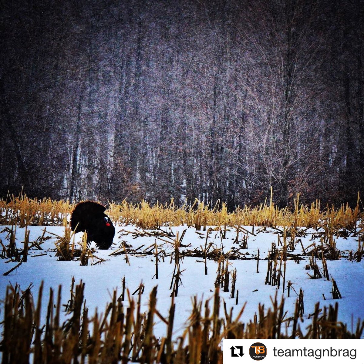 Exodus Trail Cams tweet media