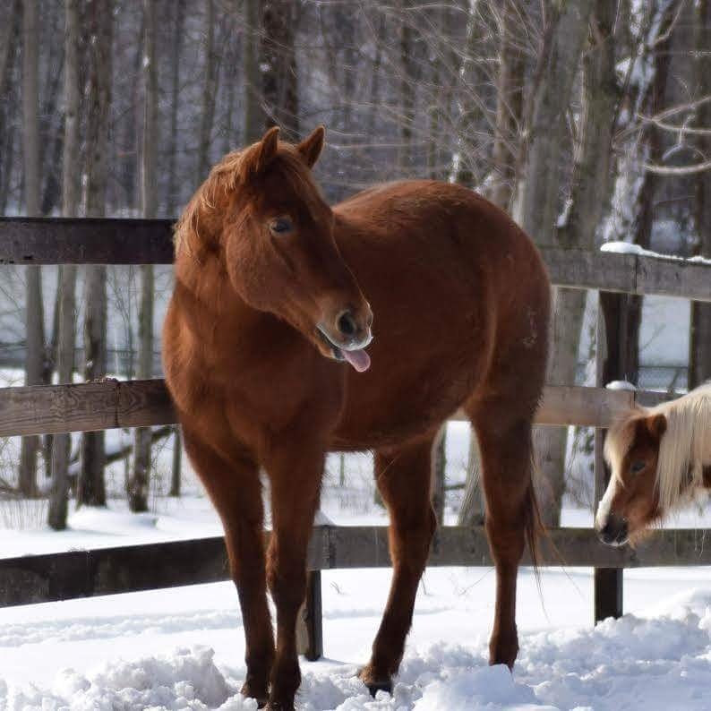 PurposeFarm's tweet image. Elliot👅#tongueouttuesday #horsesofinstagram #tongue #winter #purposefarm