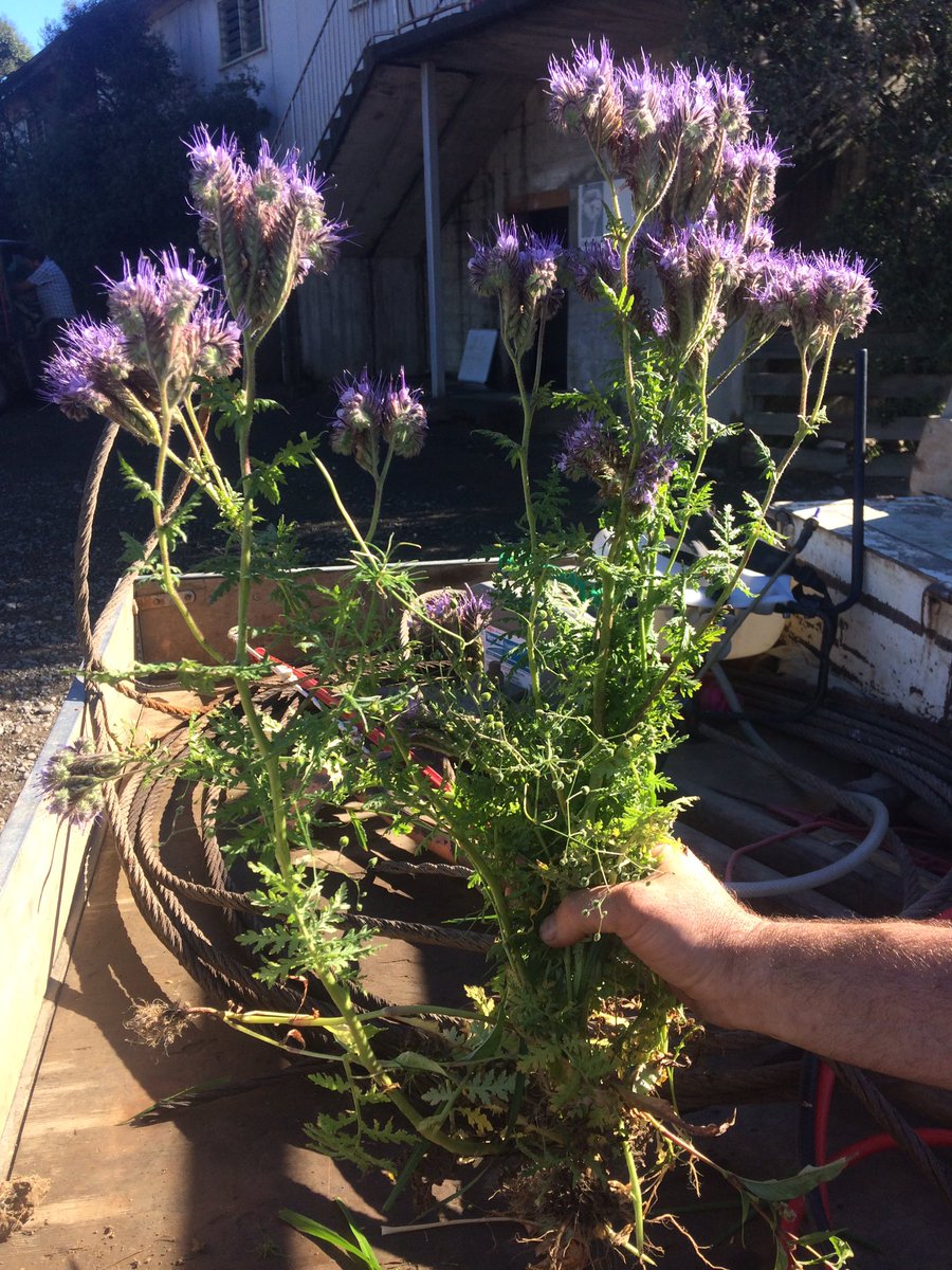 allen_gregory93's tweet photo. What's this weed people? https://t.co/OaziabuHFJ
