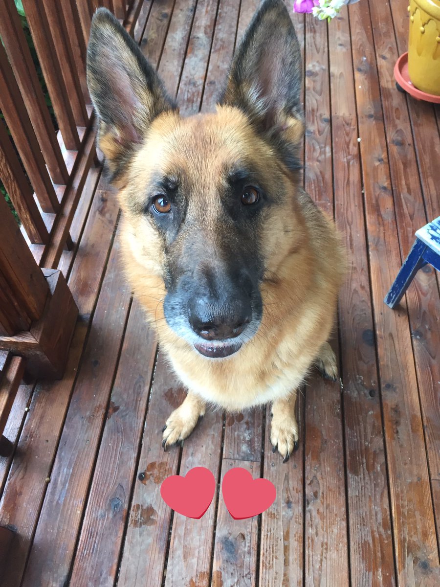 lberg12's tweet photo. #NationalLoveYourPetDay A day late but still she's one of our loves! https://t.co/QFCDzHtHnz