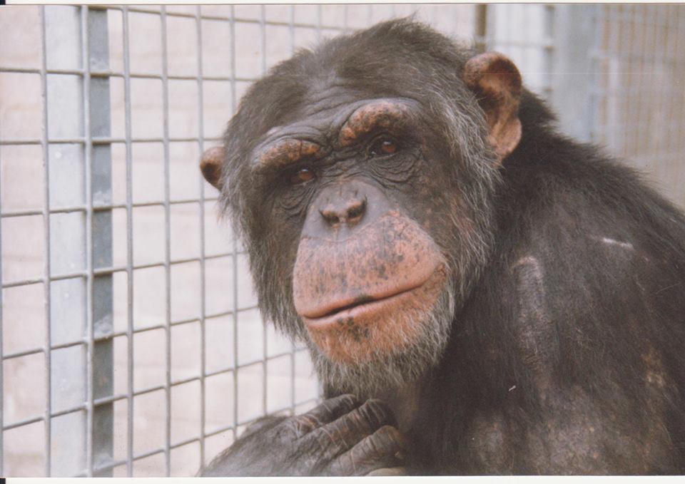 walesape's tweet photo. It's 18yrs today since the "Magnificent 7" joined us from Penscynor & changed our lives forever #Twmi #Winnie #Suzi #Neusi #charitytuesday https://t.co/U8BxGu6koO