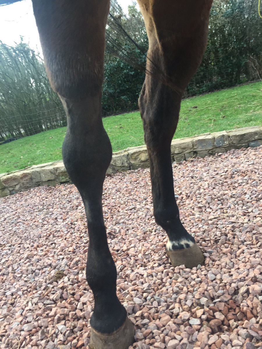 MacchinaMedia's tweet photo. #rallyupdate
Twice daily in hand walks. Poor chap is bored https://t.co/fShpEngBI9