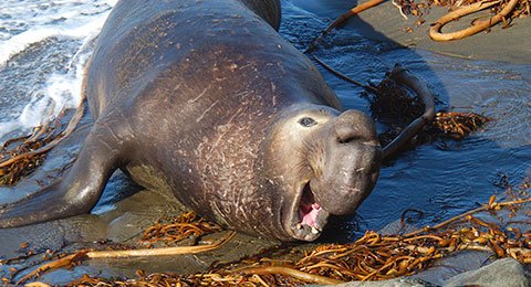 a northern elephant seal on a beach
