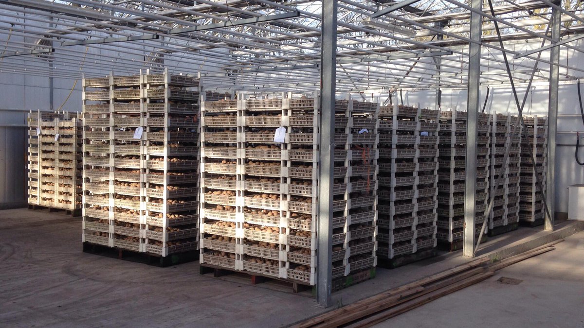 We zijn los❗️ Poters in bakjes om voor te kiemen. #food #bio #organic #biologisch #potato #aardappel <a href="/sayagrico/">Agrico</a>