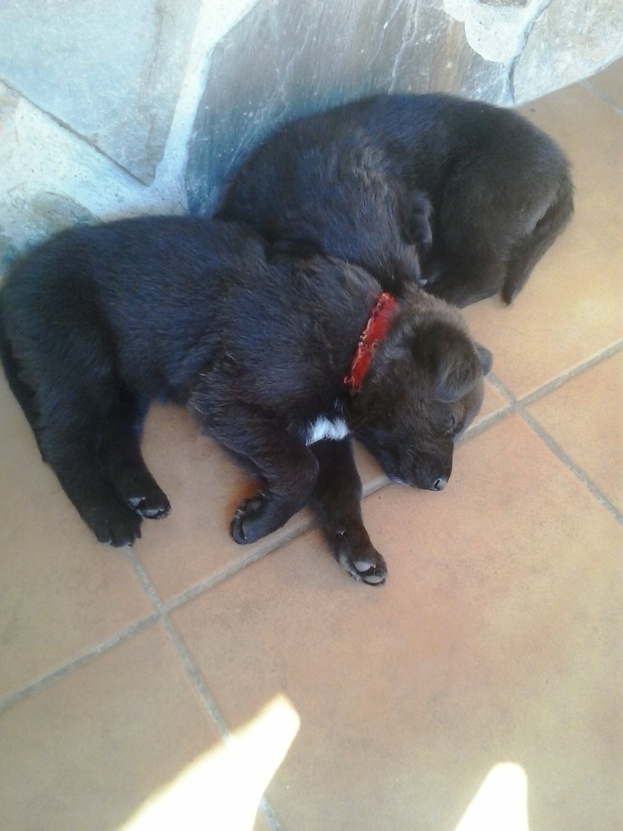 Perritos_Vlc's tweet photo. 😴😴💤💤 https://t.co/O9JyffjNjc