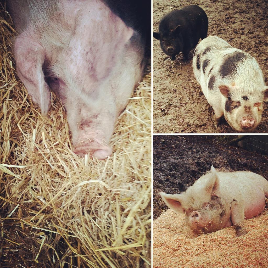 A lovely day in the woods today before the rain came. Everyone had a yummy chippy tea tonight 🍟 🐖🐖🐖 #pigsinthewoods #pigs #westyorkshire
