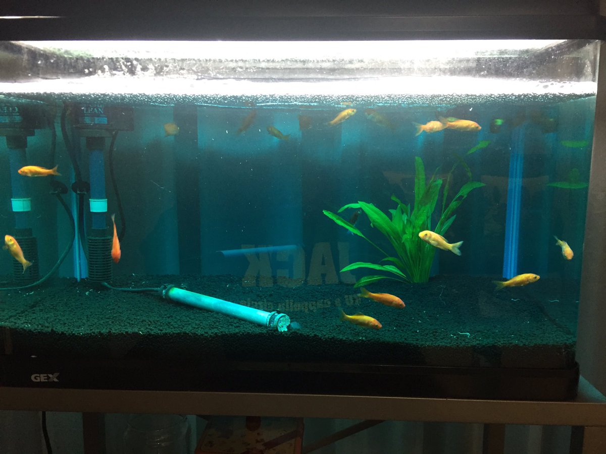 けつもり ペット垢 Jokichi Pet Twitter