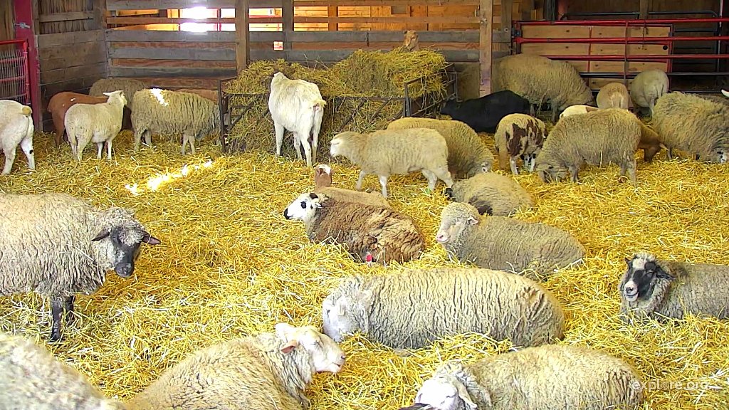 exploreorg's tweet photo. Tune in at 1pm PST for a live chat with @FarmSanctuary! https://t.co/zv7ovdj86Z https://t.co/nKYJunqirX