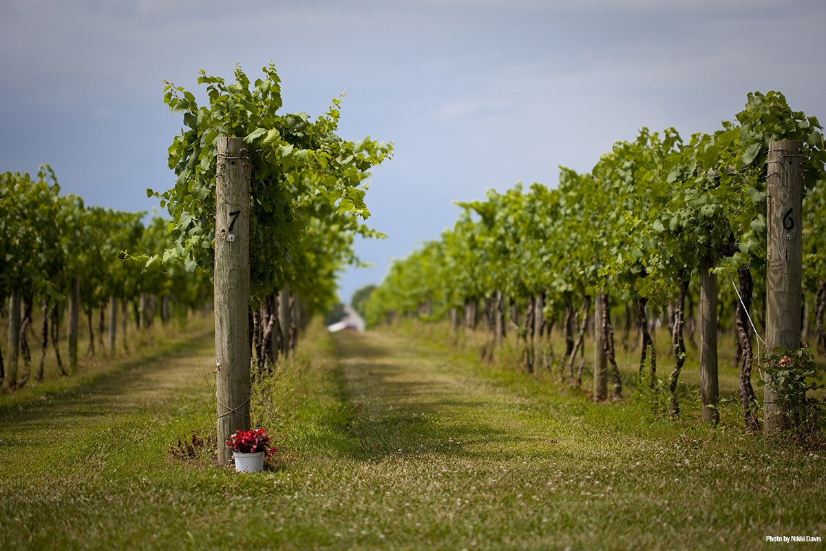 chesapeakebay's tweet photo. Pennsylvania grows 13,000 acres of grapes; 4th in the nation! #KeystoneTuesday https://t.co/wNIqRkJezg