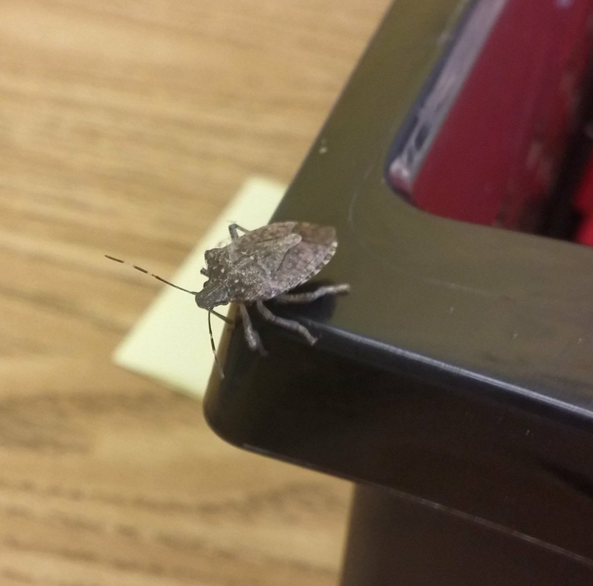 Uninvited classroom guest... Anthony says Kissing Bug, Olin says stink bug. Who is right? #popquiz #gompin #teachablemoment