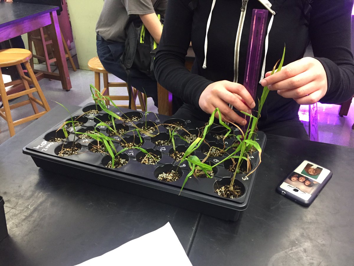 mszscience's tweet photo. Week 1 measuring the orchids collecting height and leaf data @OrchidSTEMLab @RivieraMiddle @STEMDesignation #STIR https://t.co/I1FtP299dr