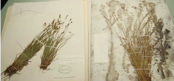 HoeksemaRobert's tweet photo. #DAM Behind the scenes - How do you photograph a million dead plants without losing your mind? #OTMM #OpenTextCEM https://t.co/1WBaOnls3A https://t.co/TArixzhAYC