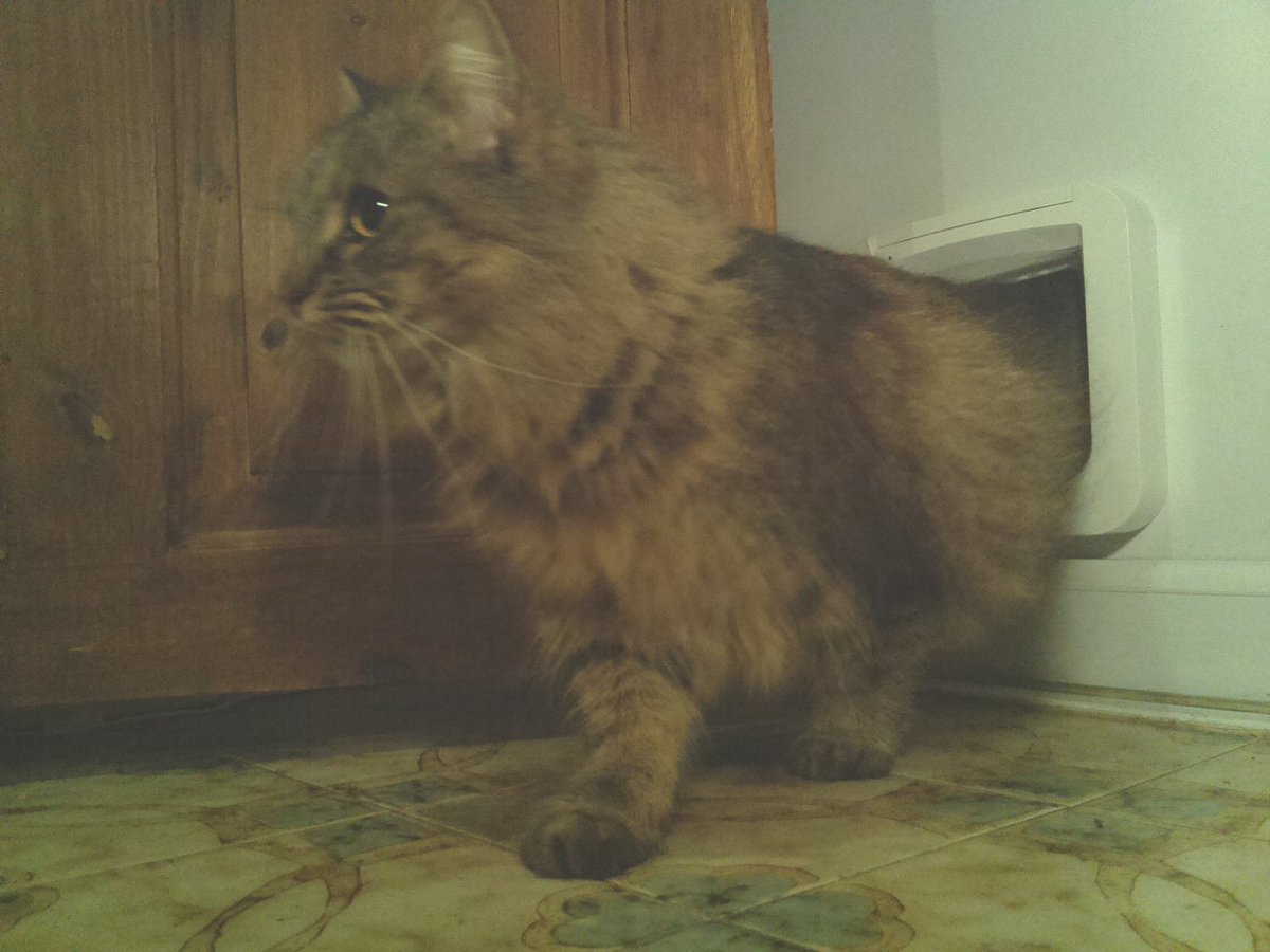 boosimba's tweet image. Cat spotted at 20:25 on Tuesday 21st February 2017
auto-tweet from catmon #cat #boo #simba #raspberrypi