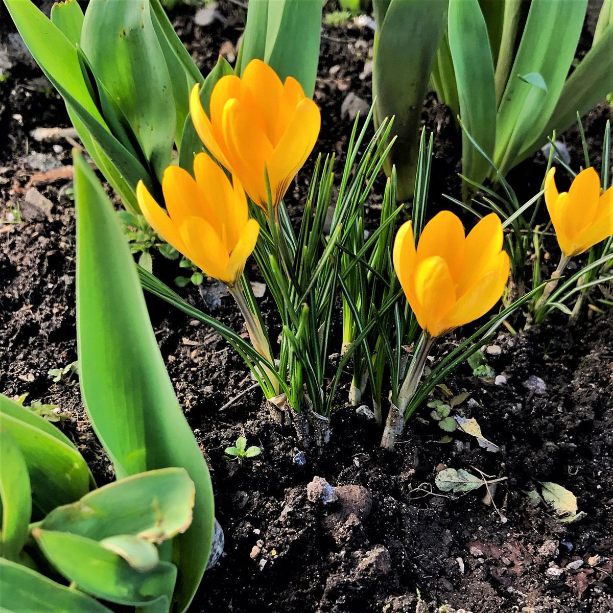 TreesOrganic's tweet image. The first #signofspring! #vancouverspring