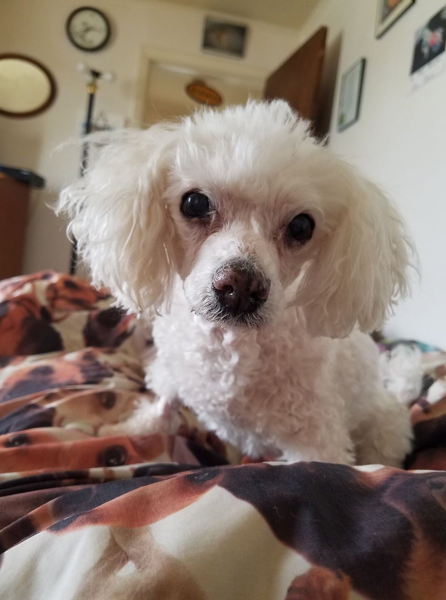beanobrien13's tweet photo. she lost all her teef. she's deaf. her knees aren't so good. but she has quite a lot to say! which mom finds very funny https://t.co/Z0bnwc6IjU