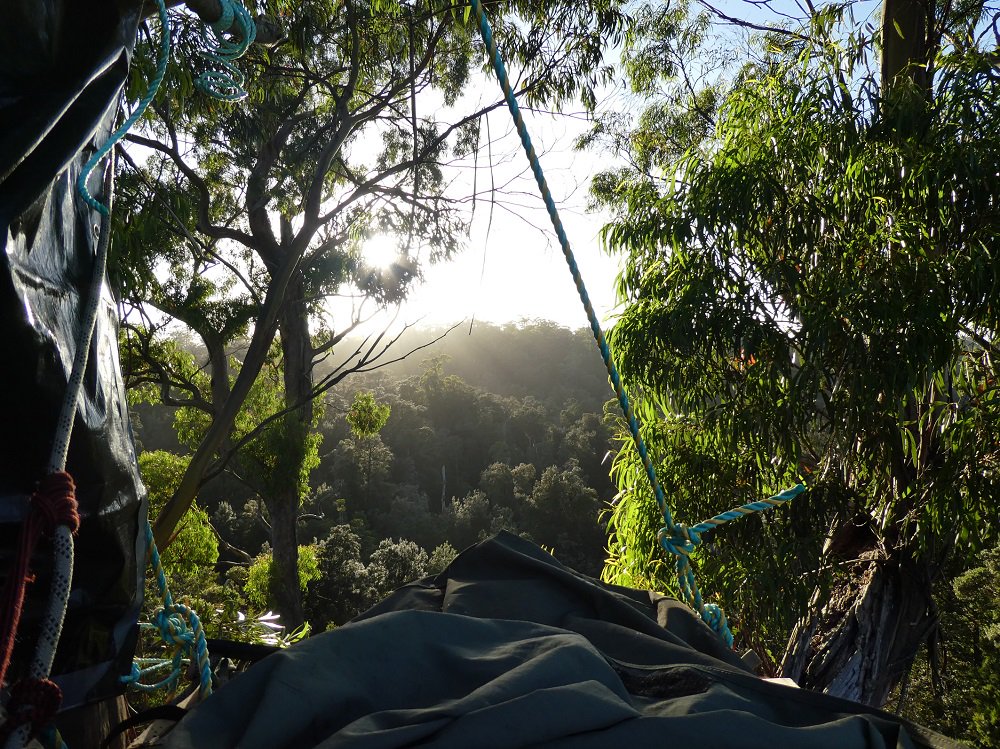 BobBrownFndn's tweet image. View from Dr Searle's tree sit in Tasmania's #Tarkine ancient #forests due for logging. Don't log it! @WillHodgman @JoshFrydenberg #politas