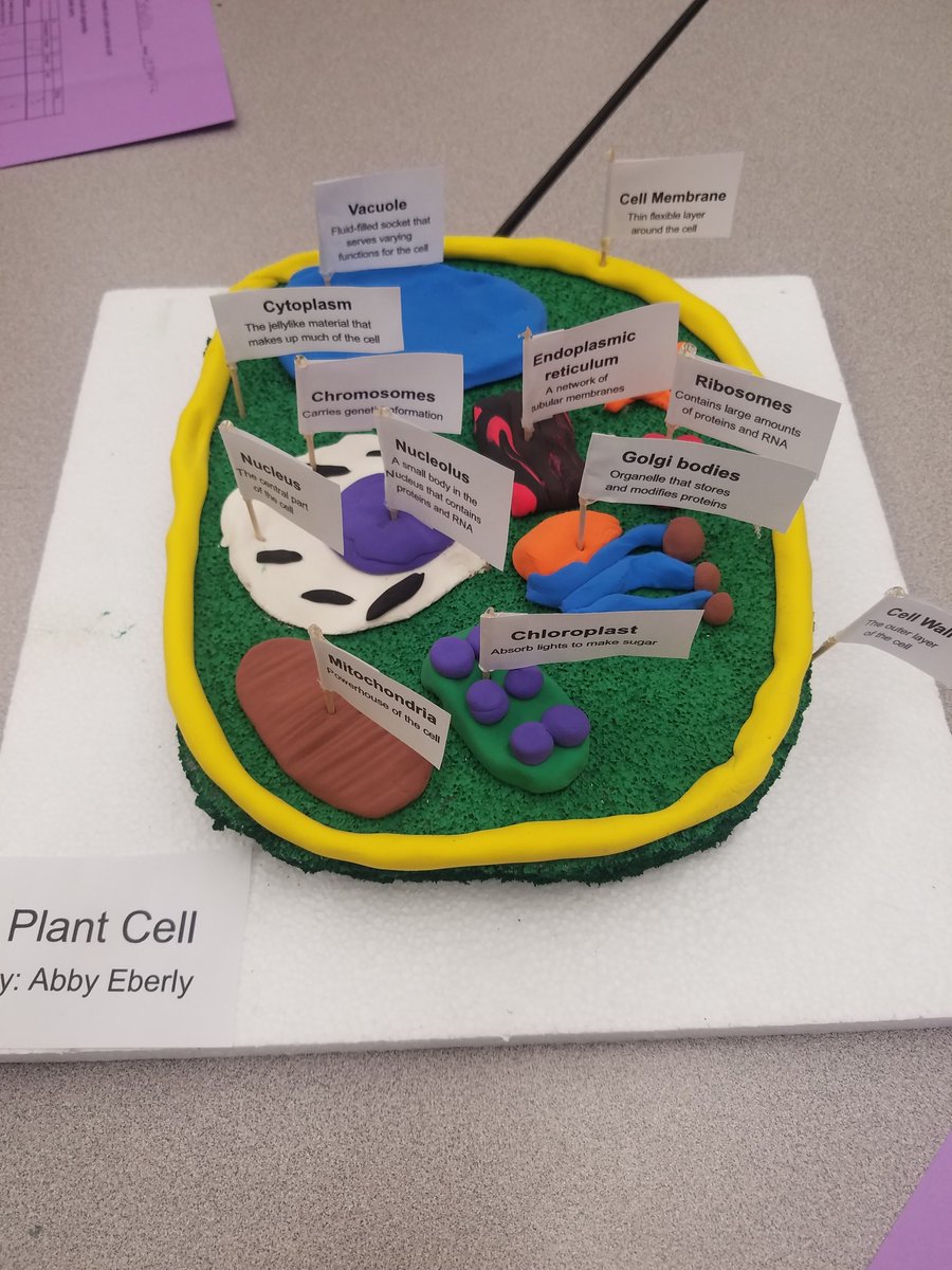 amhamrick1's tweet photo. Some awesome cell projects #6thgrscience #otsegoknights #ojhs https://t.co/jHsKuqVjsn
