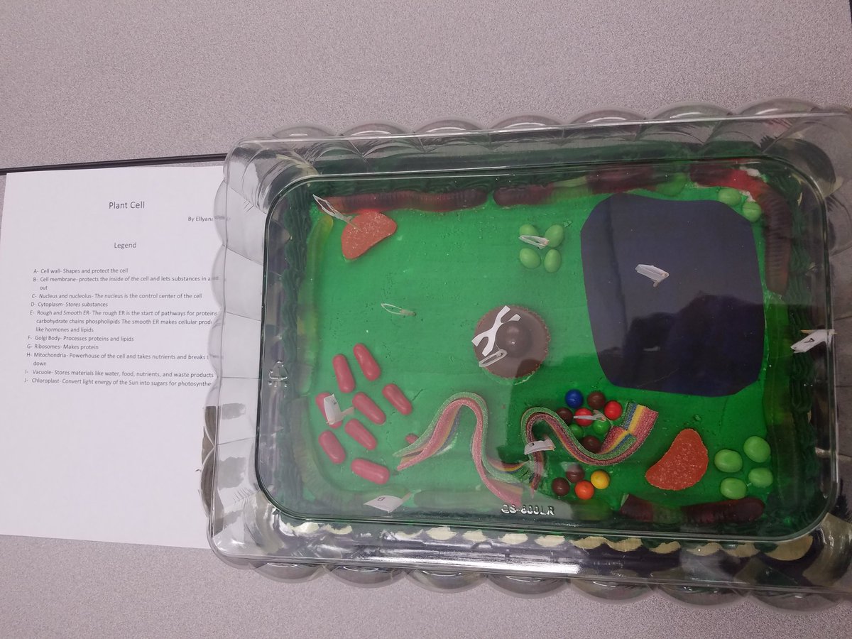 amhamrick1's tweet photo. Some awesome cell projects #6thgrscience #otsegoknights #ojhs https://t.co/jHsKuqVjsn