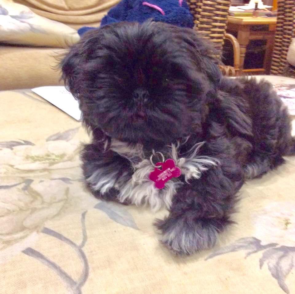 The_Animal_Team's tweet photo. #STOLEN #CARTLIDGELANE #GRAPPENHALL #WARRINGTON #CHESHIRE #WA4AREA  #NEEDSMEDICATION  #REWARD  https://t.co/Sh7CZr8Zaq https://t.co/8EHO8skJtN