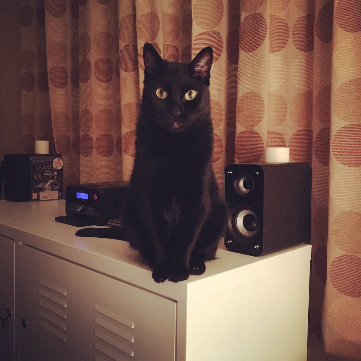 TJ_Knight's tweet image. Mia judging me while I gush at dogs on #SecretLifeOfDogs 🐶