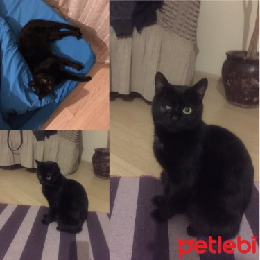 petlebi's tweet photo. #İstanbul #Kedi #Acillllll #YuvaArıyoruz!!!!! https://t.co/t6NdIZxbwo https://t.co/zEXgkBveso