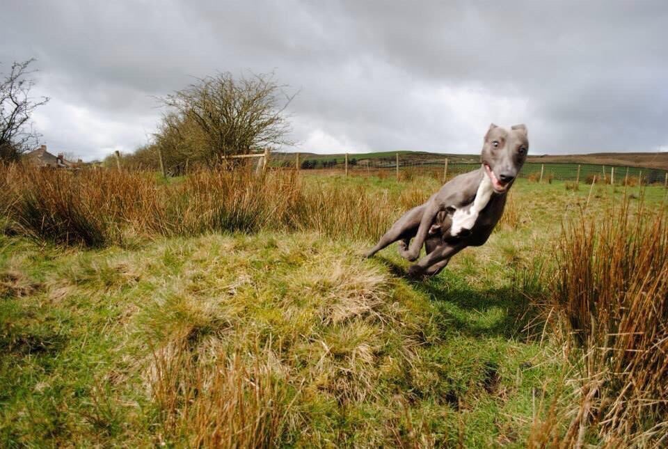 PenPendragon's tweet image. #secretlifeofdogs