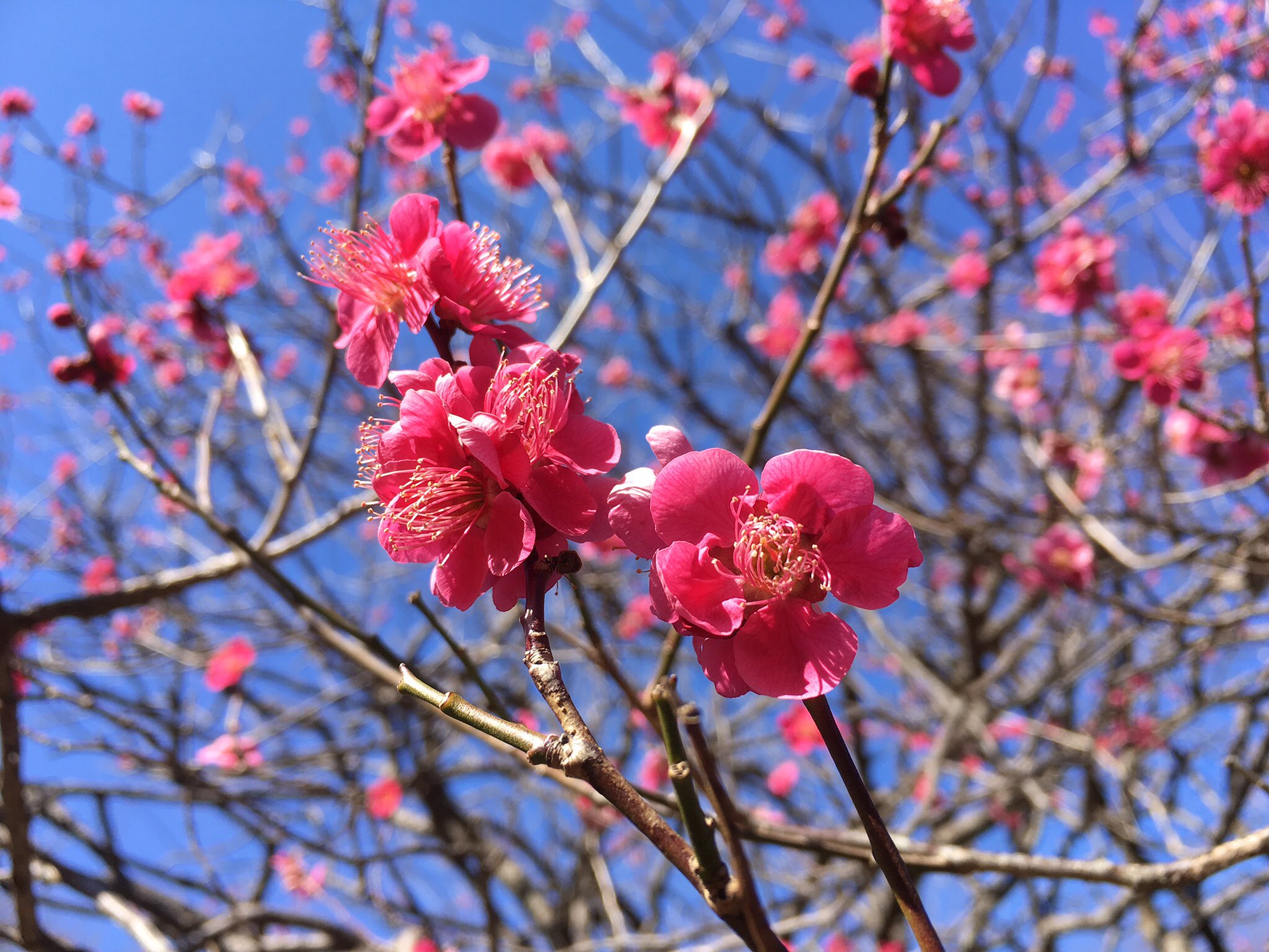 تويتر Ss A على تويتر そういえば行ってきた うめまつり 小金井公園 T Co Fyskx7th40