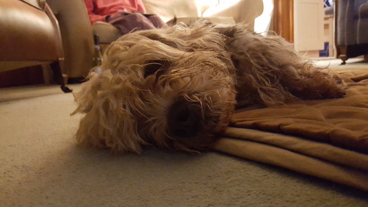 GRAllinson's tweet image. Sooo enjoying the #secretlifeofdogs - Dash our #DandyDinmont is less engaged!