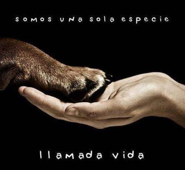 PeluditosCaiza's tweet photo. Somos una sola especie llamada Vida 🤗👣❤️🐾🤗 #noalmaltratoanimal #noalacaza #noalabandonoanimal #salvaunavida @CanalAnimal @Marian_Valero https://t.co/4C6B9GIpNE