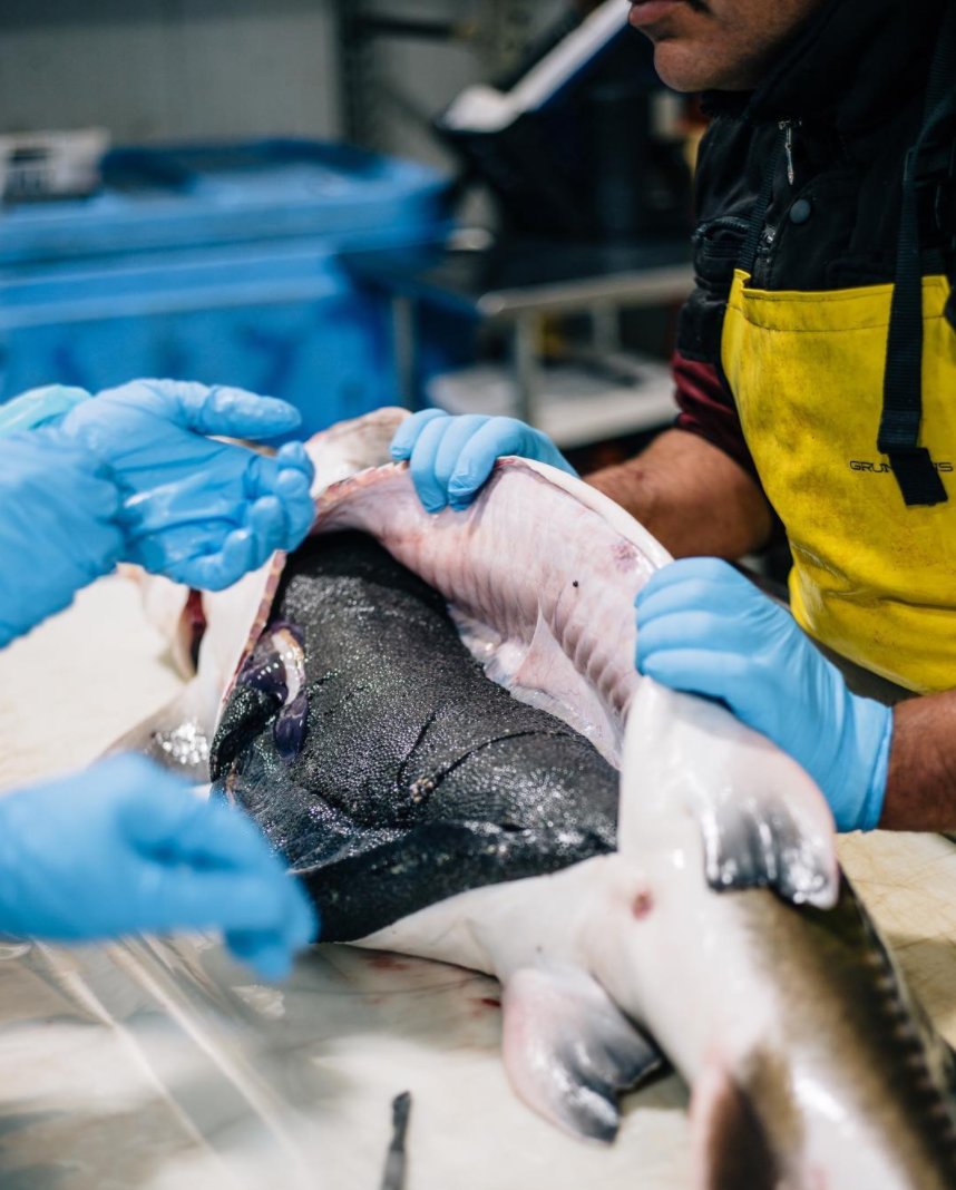 Harvesting caviar today with <a href="/mattaccarrino/">matthew accarrino</a> <a href="/PArmellino/">Peter Armellino</a>
<a href="/rogeliogarcia86/">rogeliogarcia</a> <a href="/DavidBernahl/">David Alan Bernahl</a> <a href="/CaliCaviar/">California Caviar</a> <a href="/water2table/">Water2Table</a> #caviar #foodandwine #mysf