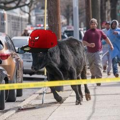 jose_gill's tweet photo. Hi-Res image reveals moment veteran NYPD officers knew the bull was up to no good #FlatBrimmed https://t.co/OkV9JJPsNI