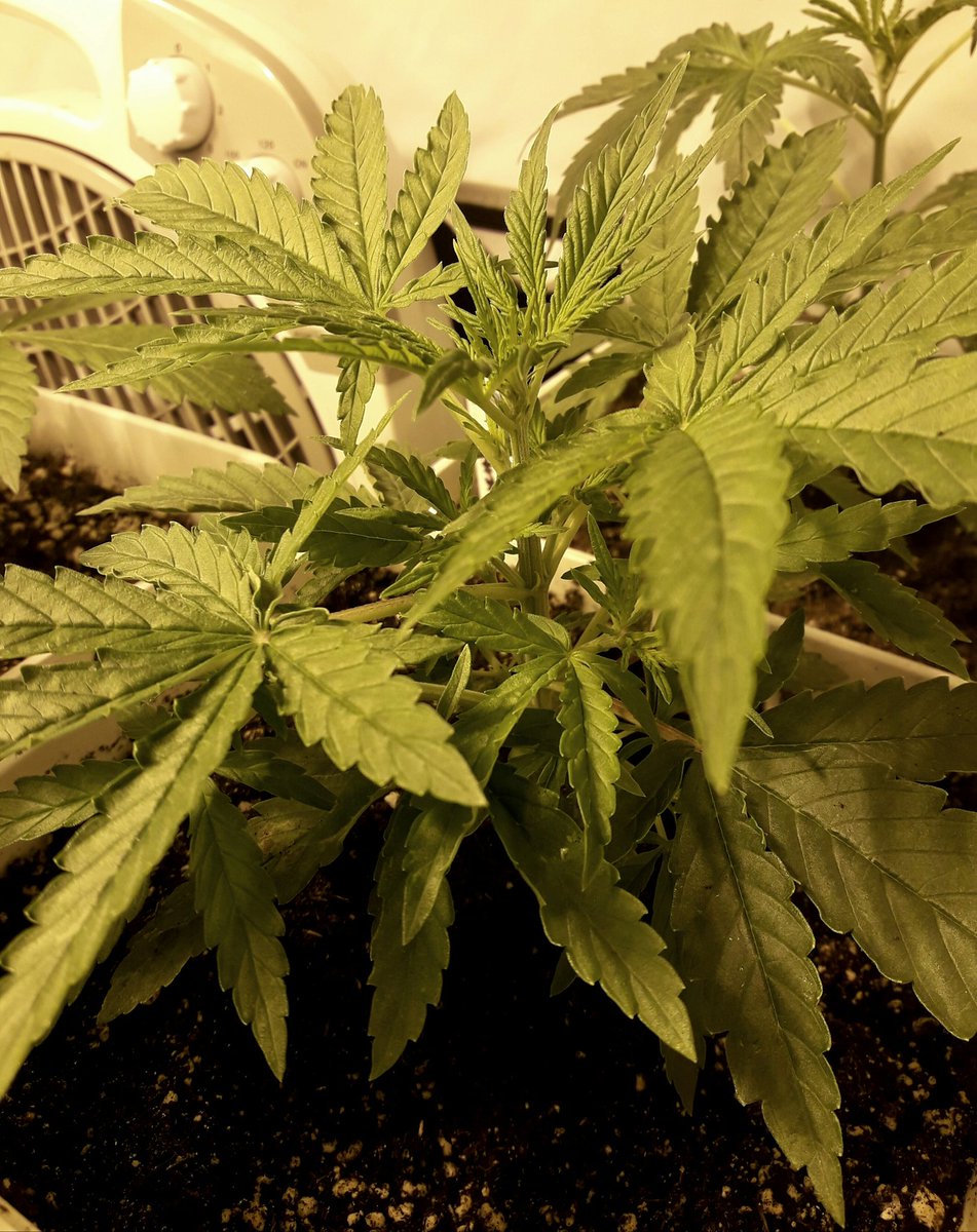 AdrycManellson's tweet photo. Y #PolarExpress @GreenbudSeeds,
Sust. #Plagron #Allmix,
Comp. #HPS400WTS Vrs #LEDR420ZR #LEDVENTURE, 18 días #Tripulación,
Paz y semis :-))) https://t.co/DzdQiJuRQx