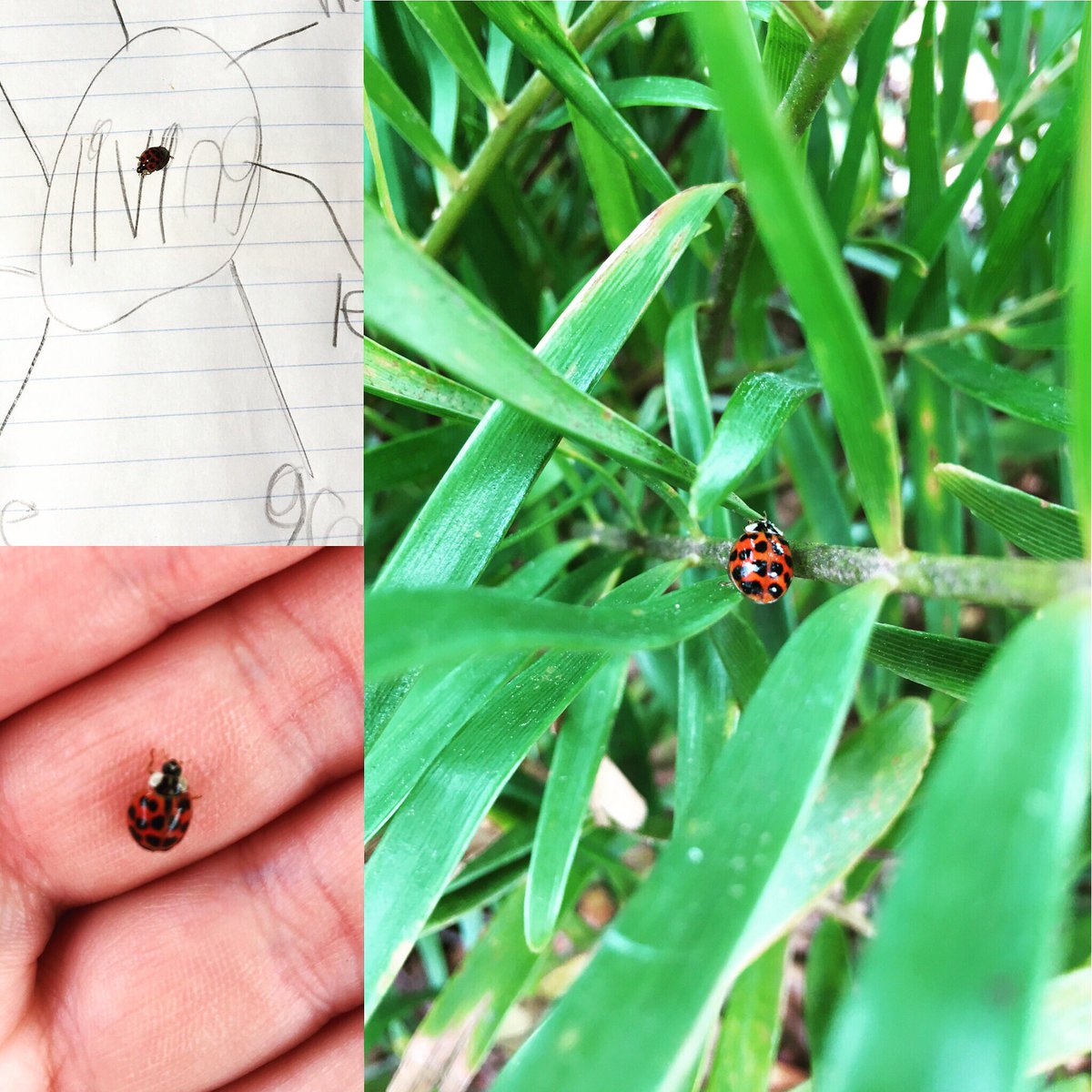 H_TaylorTeach's tweet photo. Someone wanted to join our science lesson on living and non living things today! #ladybug #naturewalk #science #firstgrade #spiritblzn https://t.co/PozFI1MqjO
