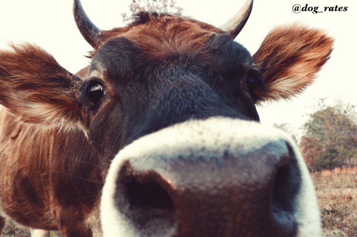 dog_rates's tweet image. This is Sunshine. She doesn't believe in personal space. Eyes pretty far apart for a dog. Has horns (whoa). 11/10 would pet with wonder