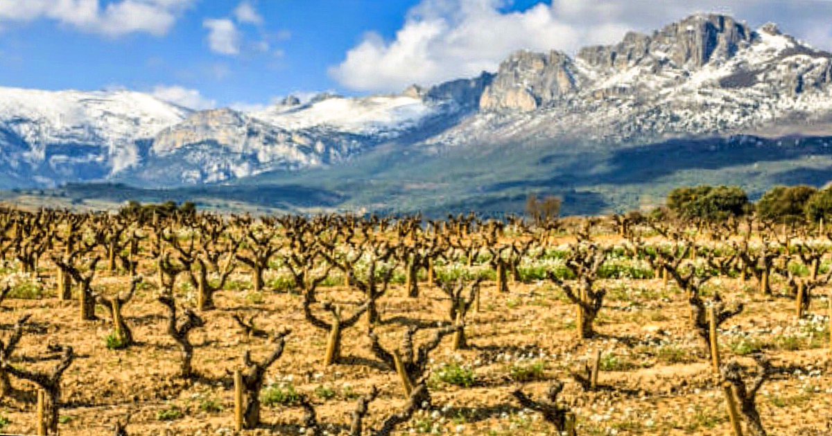 marineirabrb's tweet photo. Fascinating La Rioja! #larioja #wine https://t.co/mtgWgpJ5Vf