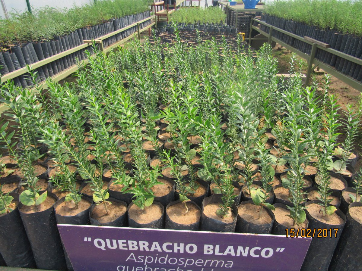 MCarolinaDG's tweet photo. #ProduccionForestal #QuebrachoBlanco #LaFabricaDeOxigeno #SanLuisPrimero #SanLuisModelo @cristianmoleker @PabloPensotti @pabcalderon1 https://t.co/lnmyfqGFS9