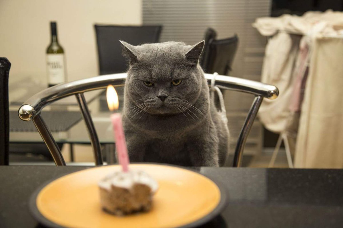 DadTeddyBeer's tweet photo. Siempre que me obligan a ir a una fiesta. 😠 😠 😠 https://t.co/5mOvAwrz2O