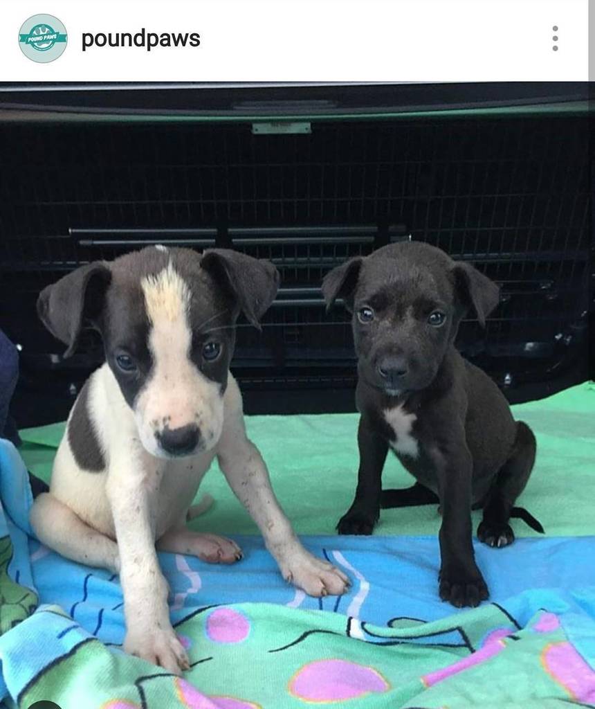 AnimalLulz's tweet photo. https://t.co/Fr6wuecDl8 Follpw @poundpaws to see cuties up for adoption like these guys! https://t.co/1T7kYvu31x