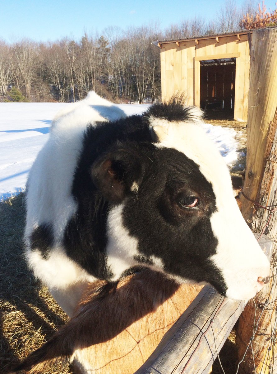 oldehaven's tweet photo. I must have done something wrong.  #Stinkeye #Bradythecow #LifeofaFarmer #cows https://t.co/XegJC5lZTQ