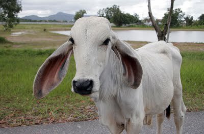 WeRateCows's tweet image. Meet Leroy. Heard what you said about his ears last week, not a-moo-sed. Hang in there, Leroy. 9/10 would console
