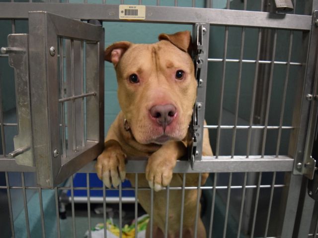gaviota330's tweet photo. ELLIS
https://t.co/Keos8pa6af
KILL LIST
7 Y OLD
GOOD DUMPED BOY
LOVE LIFE
HELPDOGS@URGENTPODR.ORG https://t.co/EJUPkdJQBN