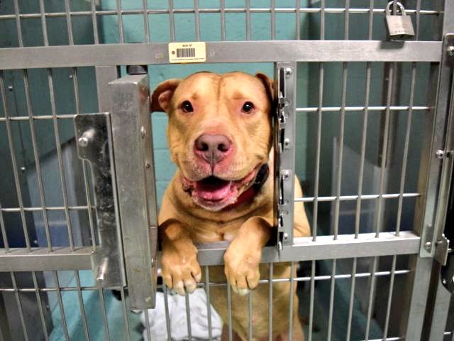 gaviota330's tweet photo. ELLIS
https://t.co/Keos8pa6af
KILL LIST
7 Y OLD
GOOD DUMPED BOY
LOVE LIFE
HELPDOGS@URGENTPODR.ORG https://t.co/EJUPkdJQBN