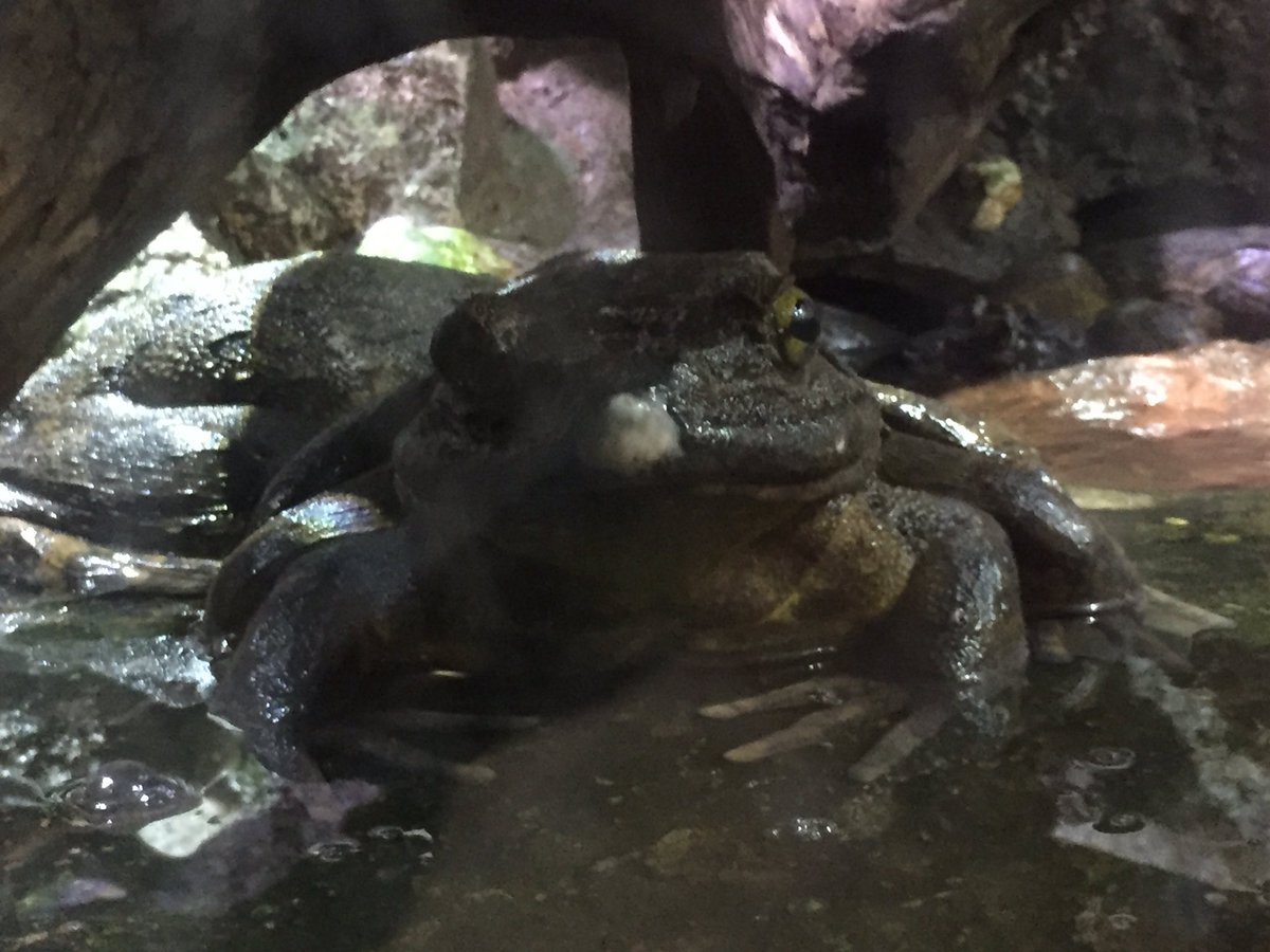 ちろ イモトアヤコさんがカメルーンで捕まえた すぃーー と鳴く らしい 巨大ガエル 写真ではサイズ感が伝わらないのが残念 Izoo ゴライアスガエル