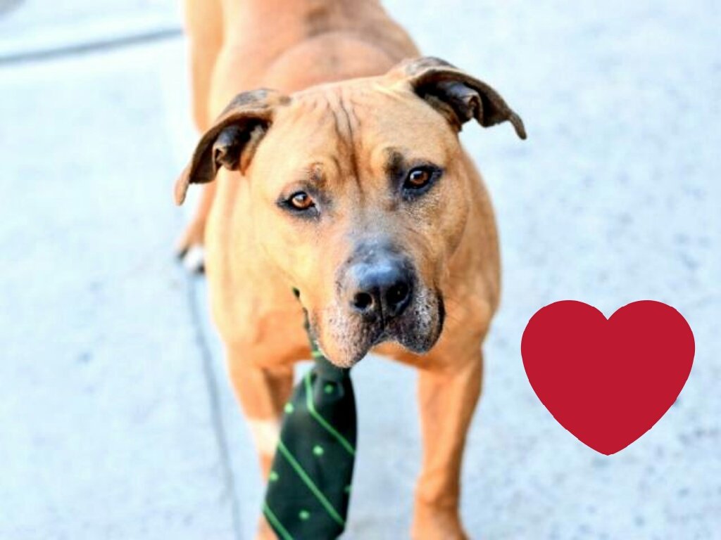 gaviota330's tweet photo. SCOOBY
https://t.co/atrtioZYKz
KILL LIST
VERY SWEET BOY
AFFECTIONATE
WELL BEHAVED
HELPDOGS@URGENTPODR.ORG https://t.co/4IiXAL0A2C