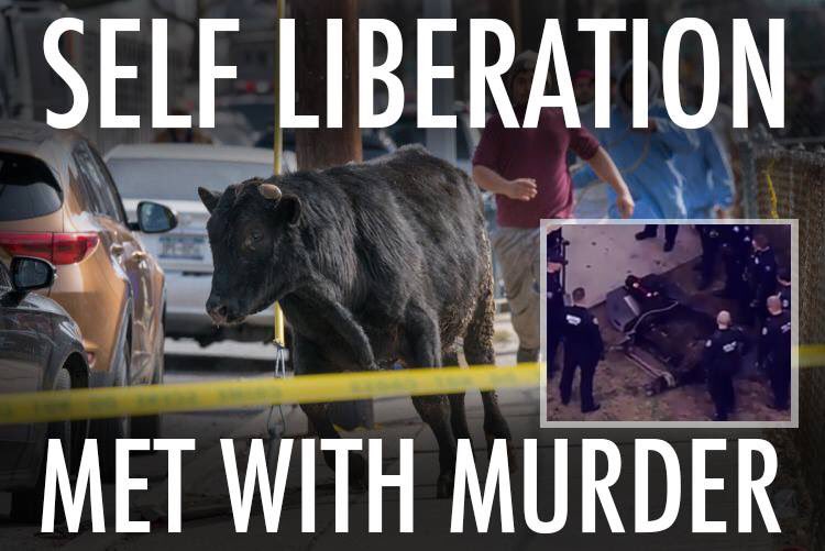 AscendedAries's tweet photo. Today a bull escaped from a slaughterhouse in NY. Despite multiple sanctuaries begging to take him he wS killed. All he wanted was freedom.. https://t.co/egkHB1U2fJ