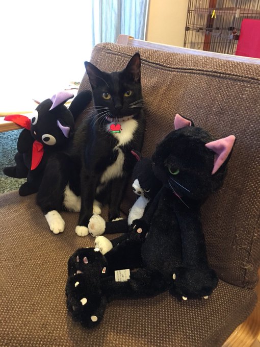 本当の黒猫はどれだクイズ #猫の日 