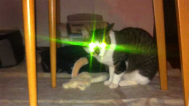 猫の目はキラーンと光ることがありますが ツイナビ