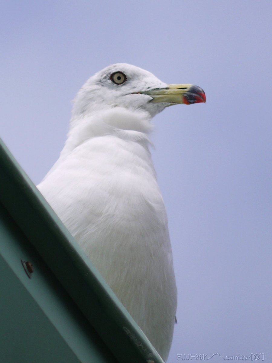 برچسب カモメ科 در توییتر