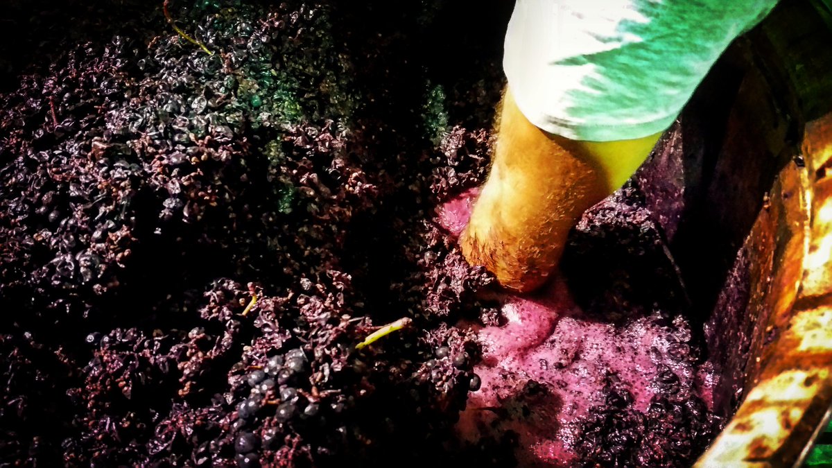 Some hand plunging for #vintage17 with <a href="/HartandHunter/">Damien Stevens</a> Look at that ferment go!